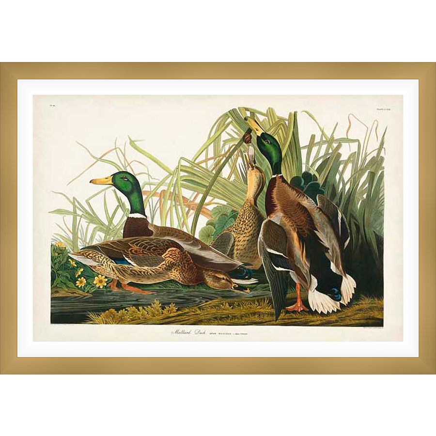 A vibrant illustration of mallard ducks in their natural habitat, showcasing detailed plumage and lifelike poses. This artwork captures the beauty of nature with meticulous detail and color.