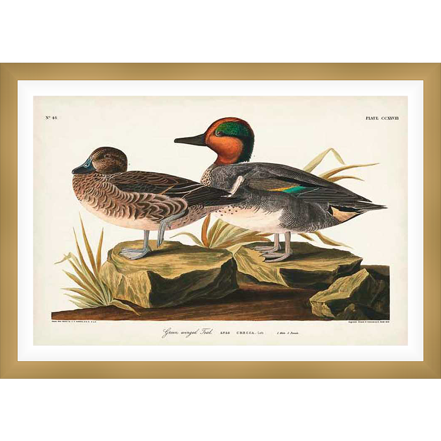 This vintage art print showcases two Green-winged Teal ducks depicted in a classic botanical illustration style. Featuring detailed feather patterns and vibrant colors, this artwork is perfect for nature lovers and adds a touch of elegance to any space.