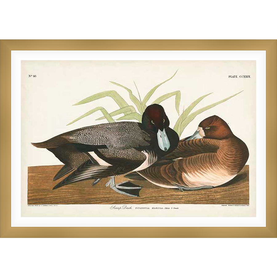 A beautifully rendered ornithological print showcases two Scaup Ducks, meticulously detailed and set against a backdrop of verdant reeds. The artwork, a testament to natural beauty, captures the birds in a pose that evokes the serene grace of avian life.