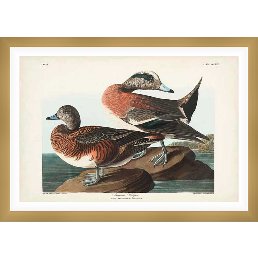 A detailed illustration showcases two elegant Widgeon ducks, captured in a classic naturalist style. The artwork highlights their distinctive plumage and graceful posture, set against a serene waterscape, providing a timeless appeal.