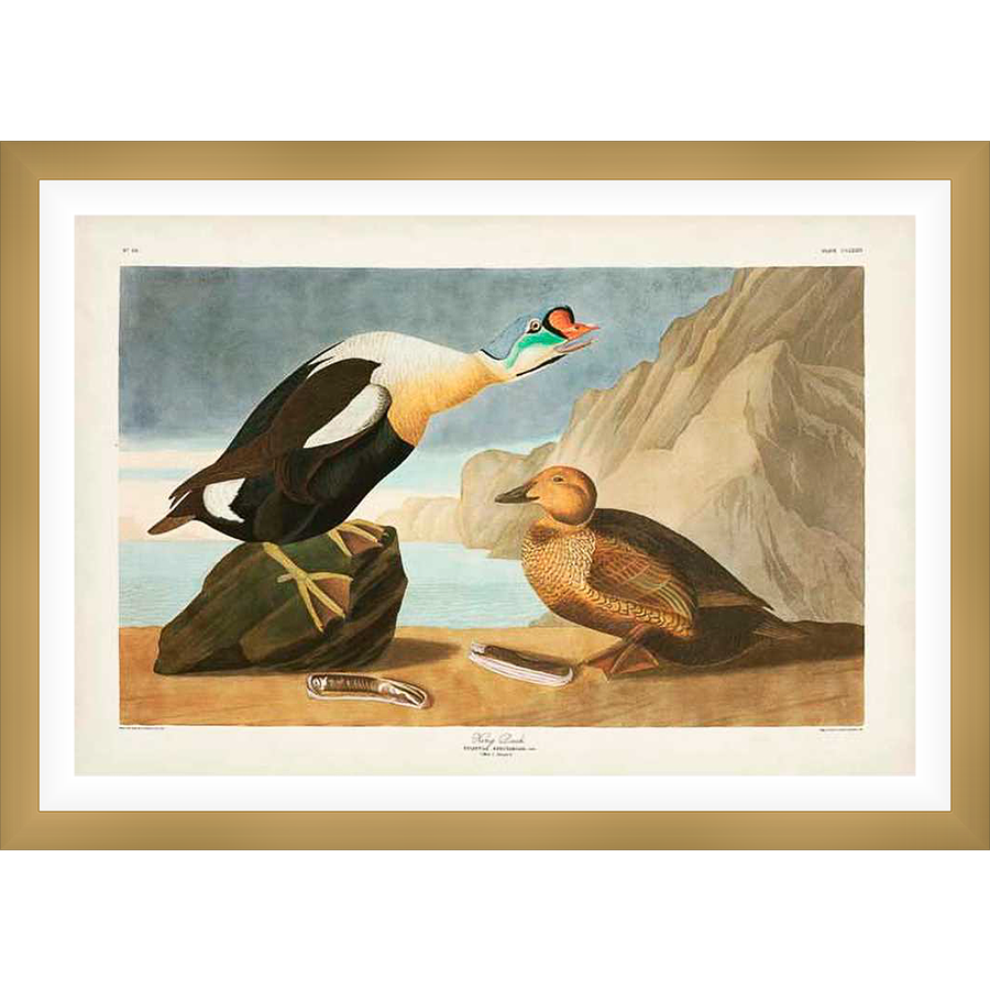 This exquisite print showcases a pair of meticulously rendered ducks in their natural habitat, capturing the beauty of nature with detailed precision and vintage charm.