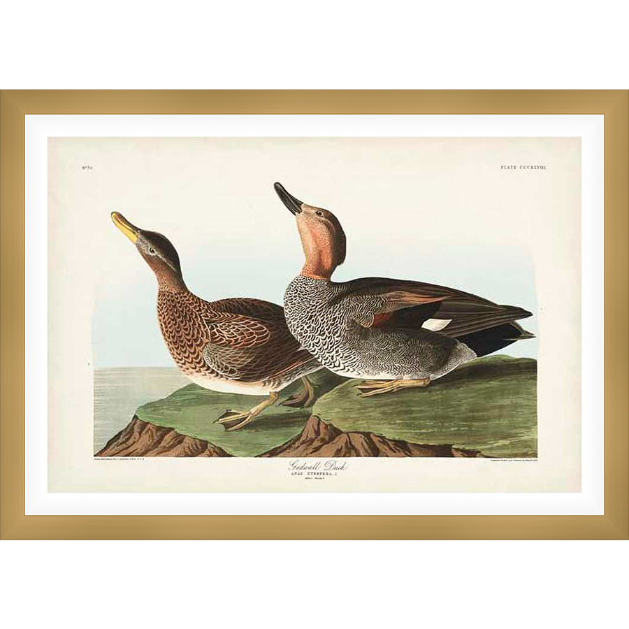 Two Gadwall Ducks