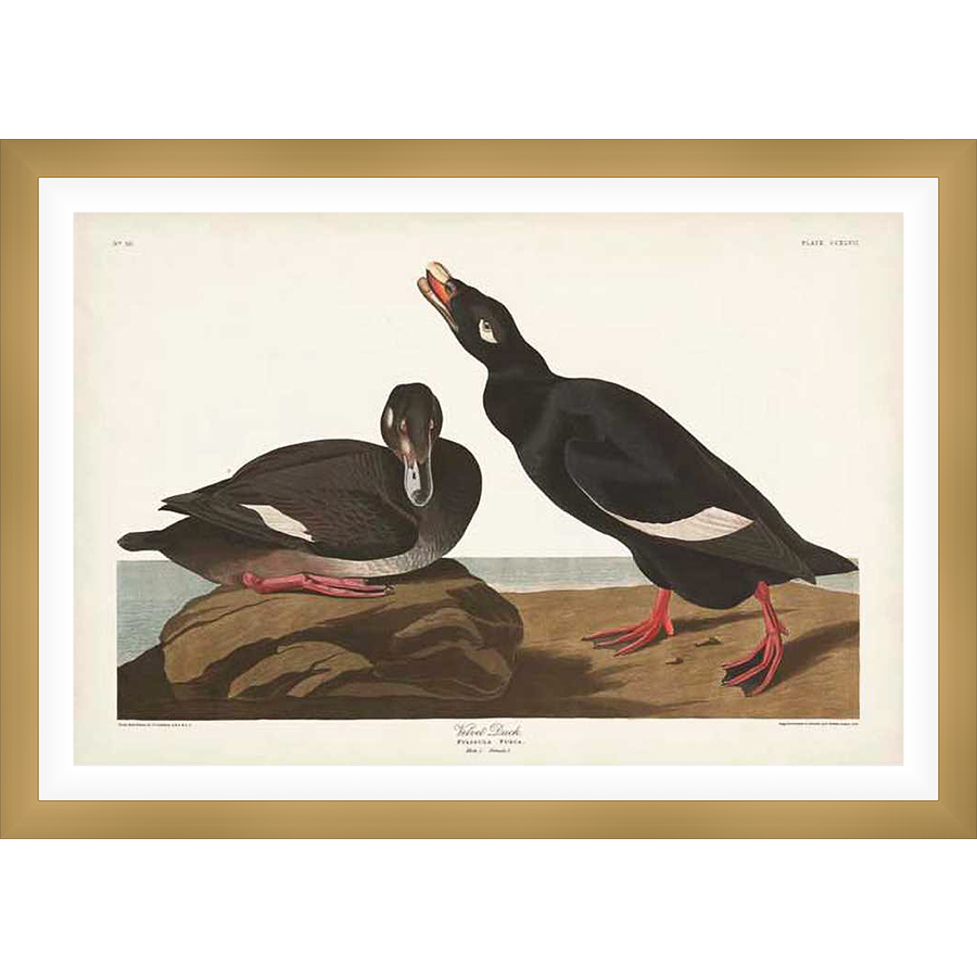 Two velvet ducks are depicted in this detailed ornithological illustration, captured in a naturalistic pose. One duck rests on a rock, while the other, with its beak agape, looks upwards against a simple seaside background. This artwork evokes a sense of scientific study and admiration for nature.