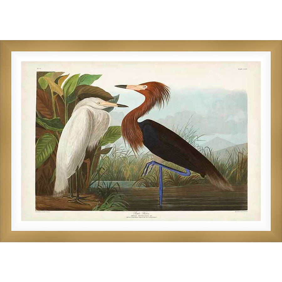 An ornithological illustration depicts two herons in their natural habitat, one white and the other with auburn plumage. The artwork showcases meticulous detail and a classic aesthetic, ideal for any nature lover.