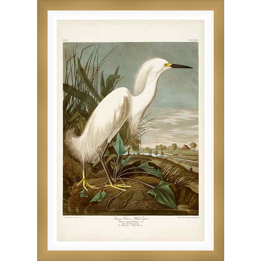 This art print showcases a stunning illustration of a Snowy Egret, a beautiful bird of the American South. The detailed depiction captures the bird's elegant form and delicate plumage, set against a serene natural background, offering a touch of nature's grace.