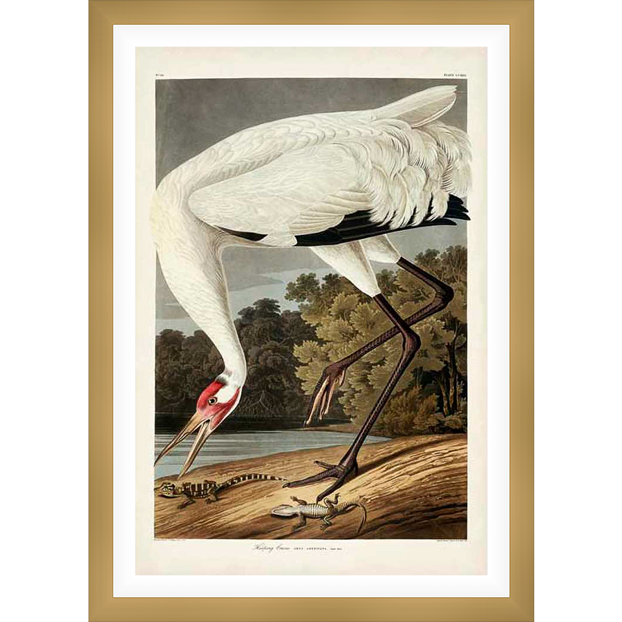 A stunning vintage ornithological illustration showcases a majestic crane poised in its natural habitat, gazing down at lizards. This artwork beautifully captures the grace and power of the bird, offering a timeless piece for any art collector.