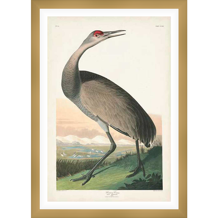 This stunning print showcases a detailed illustration of a Sandhill Crane, capturing its elegant form and intricate details. This piece adds a touch of nature's beauty to any space.