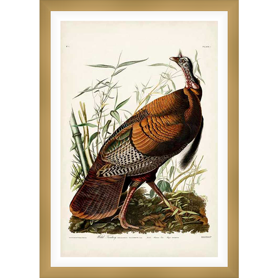 This vintage-inspired artwork showcases a detailed illustration of a wild turkey amidst its natural habitat. The print captures the bird's plumage and features delicate renderings of foliage, offering a classic and charming addition to any art collection or home decor.