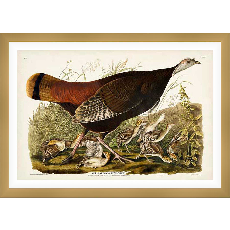 A detailed ornithological illustration of a wild turkey hen and her young chicks, set in a natural outdoor scene. This artwork captures the essence of wildlife art and would be a beautiful addition to any decor.