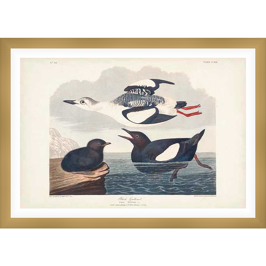 A stunning ornithological illustration of three Black Guillemots, showcasing a detailed depiction of the birds in their natural habitat. Featuring an active flight scene alongside serene portrayals of the birds in the water, this piece offers a glimpse into the beauty and intricate details of avian life.