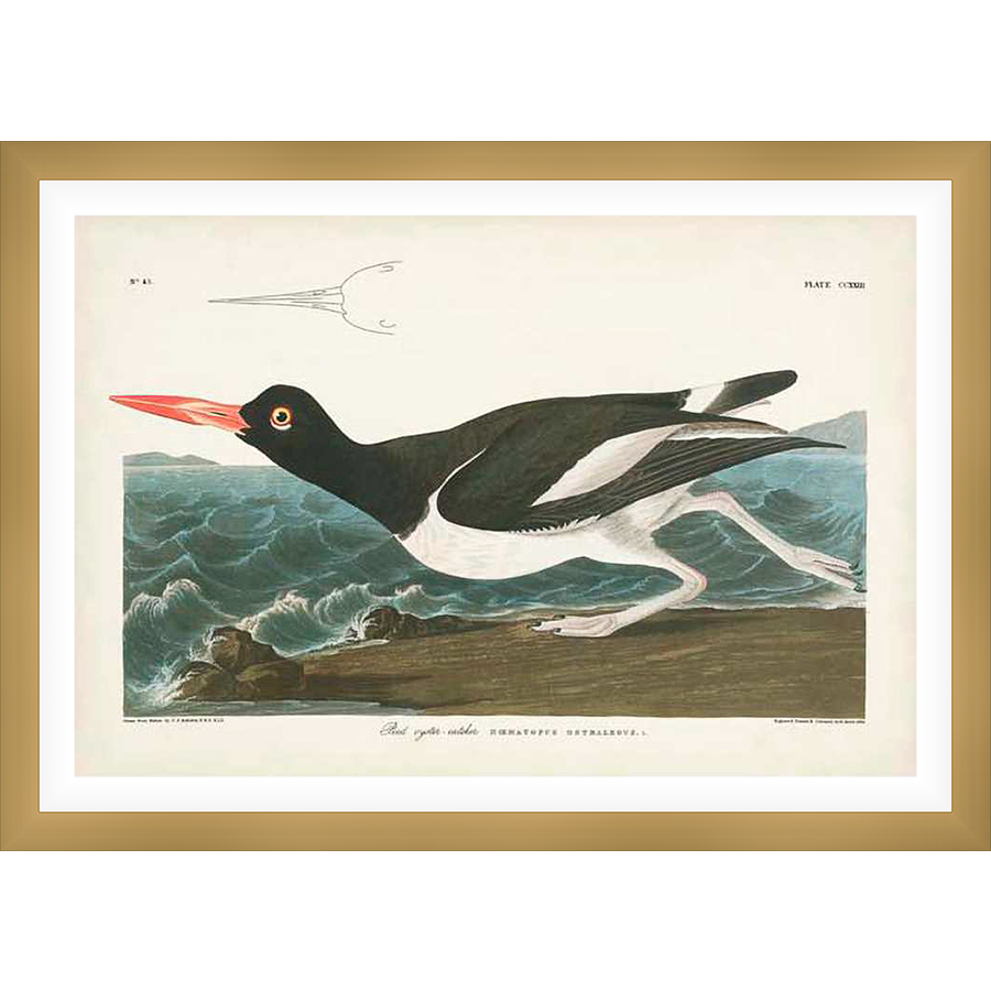 This vintage print showcases a detailed illustration of a striking oystercatcher bird, depicted in mid-stride against a backdrop of ocean waves and a small coastal landscape. This high-quality print, with its classic style, adds a touch of timeless elegance to any decor.
