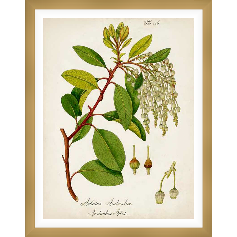 A botanical illustration showcasing a detailed drawing of a branch from the Arbutus Andrachne shrub, featuring leaves, flowers, and buds. This print is perfect for any lover of natural beauty and botanical art.