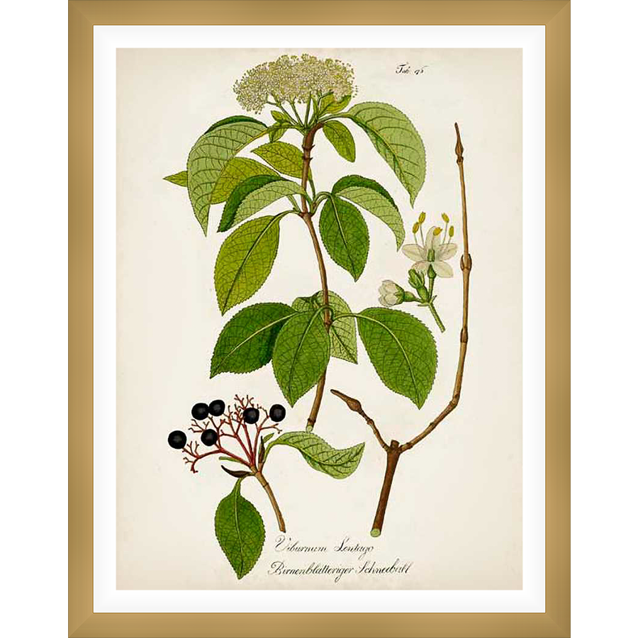 A vintage botanical illustration showcases a detailed drawing of a plant, highlighting its leaves, flowers, and berries. The artwork exudes a classic aesthetic, perfect for adding a touch of nature-inspired elegance to any space.