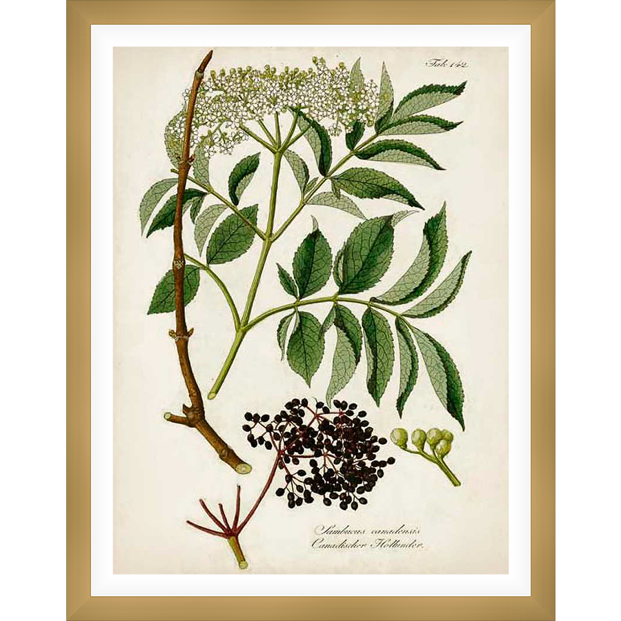 This botanical illustration showcases the elegant detail of the Sambucus canadensis plant. Rendered in exquisite detail, this print captures the plant's vibrant leaves, delicate flowers, and clusters of dark berries, making it an ideal piece for any botanical art enthusiast.