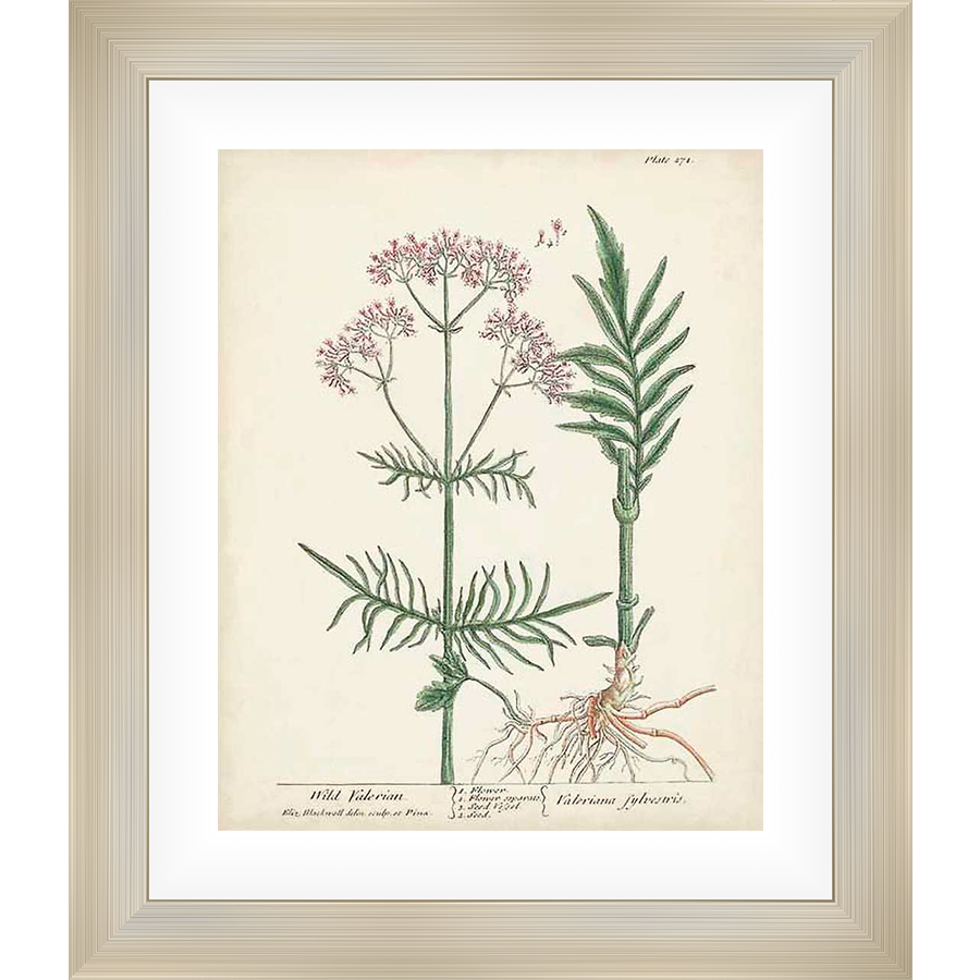 An exquisite botanical illustration of Wild Valerian, showcasing its delicate flowers, detailed leaves, and intricate root system. This print is a beautiful piece of art, perfect for adding a touch of natural beauty to any home or office space.