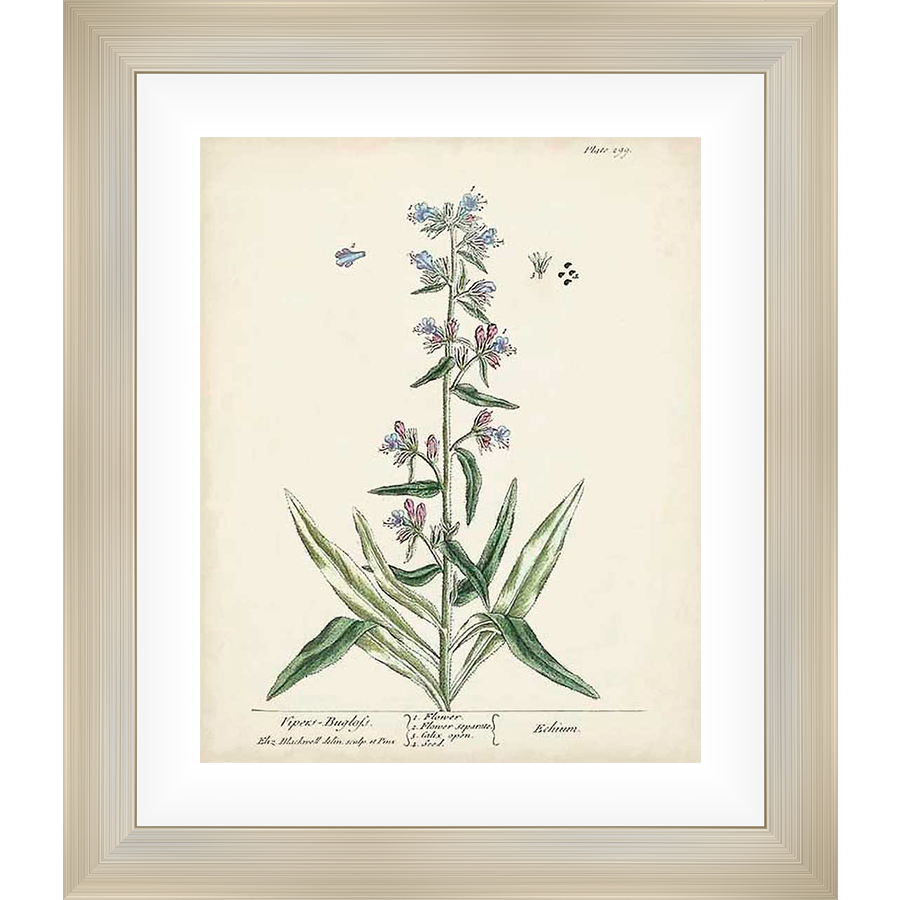 This botanical art print captures the delicate beauty of a wildflower, showcasing intricate details of its blossoms, leaves, and stem against a vintage-inspired backdrop. Perfect for adding a touch of natural elegance to any space.