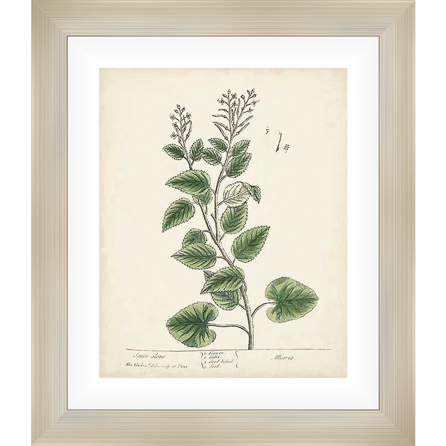 A botanical print showcases a detailed illustration of a flowering plant, perfect for adding a touch of natural elegance to your home decor. This artwork embodies the beauty of nature in an artistic form.
