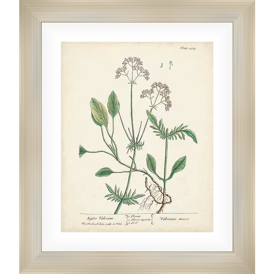 A botanical illustration of Lesser Valerian, featuring detailed depictions of leaves, flowers, and root systems, presented with a vintage aesthetic.