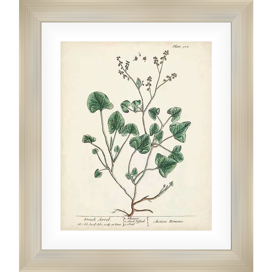This botanical illustration features a detailed rendering of French Sorrel, showcasing its leaves, stems, and root structure. The artwork has a vintage aesthetic with delicate line work, perfect for adding a touch of natural elegance to any space.