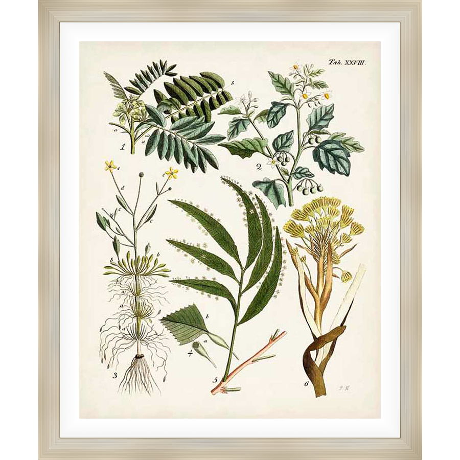 A vintage botanical illustration featuring a detailed study of several plant species, showcasing their leaves, flowers, and root systems. This classic artwork is perfect for nature lovers and those who appreciate the beauty of botanical art.