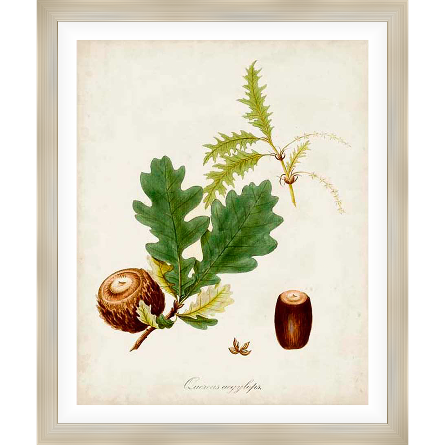 A detailed botanical illustration showcasing an oak branch with acorns and leaves, perfect for adding a touch of nature to your home decor. This artwork beautifully captures the intricate details of an oak tree, offering a serene and timeless aesthetic.