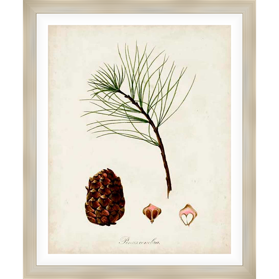 A botanical illustration of a pine branch, cone and seed pods rendered in a classic, vintage style. Perfect for adding a touch of natural elegance to any space.