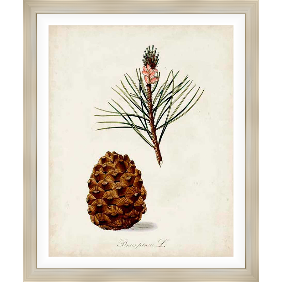 This vintage botanical print features a detailed illustration of a pine cone and pine needles, perfect for adding a touch of nature to your home decor. The artwork is printed on high-quality paper, preserving its classic charm and making it a timeless addition to any space.