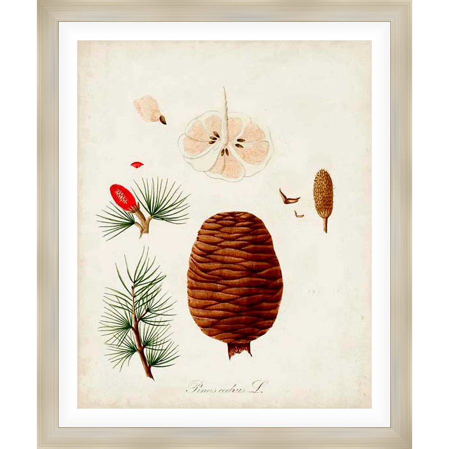 A beautifully detailed botanical illustration of various elements of a pine tree, rendered in a classic, vintage style. This artwork showcases the pine cone, needles, and other parts of the tree, perfect for adding a touch of natural elegance to any space.