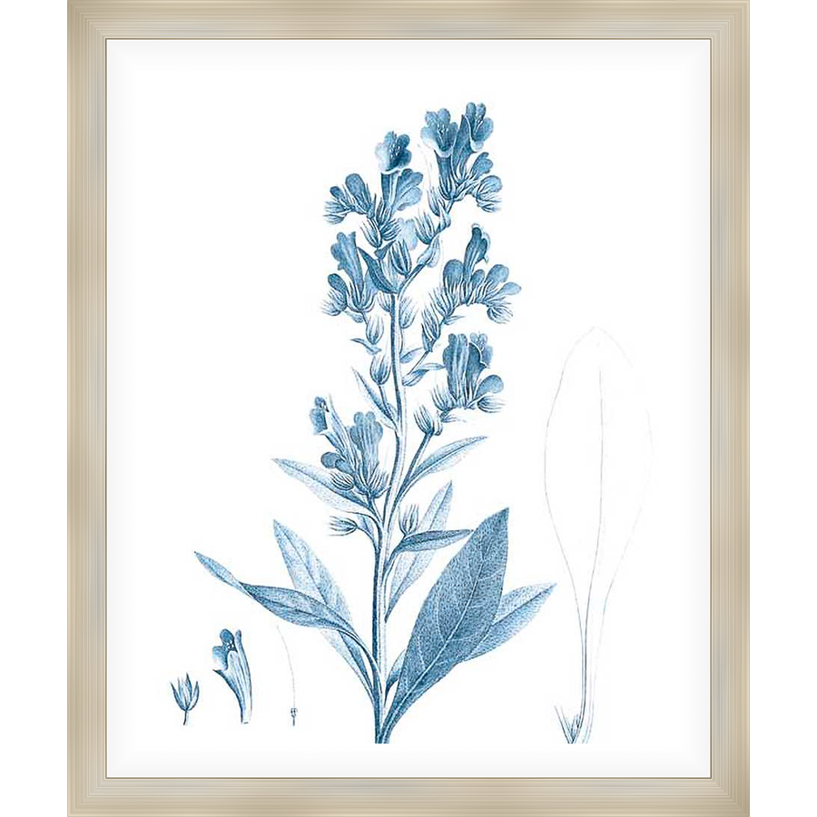 A botanical illustration of a flowering plant rendered in a detailed, vintage style. This artwork captures the delicate beauty of nature with precise lines and shading, perfect for adding a touch of elegance to any space.