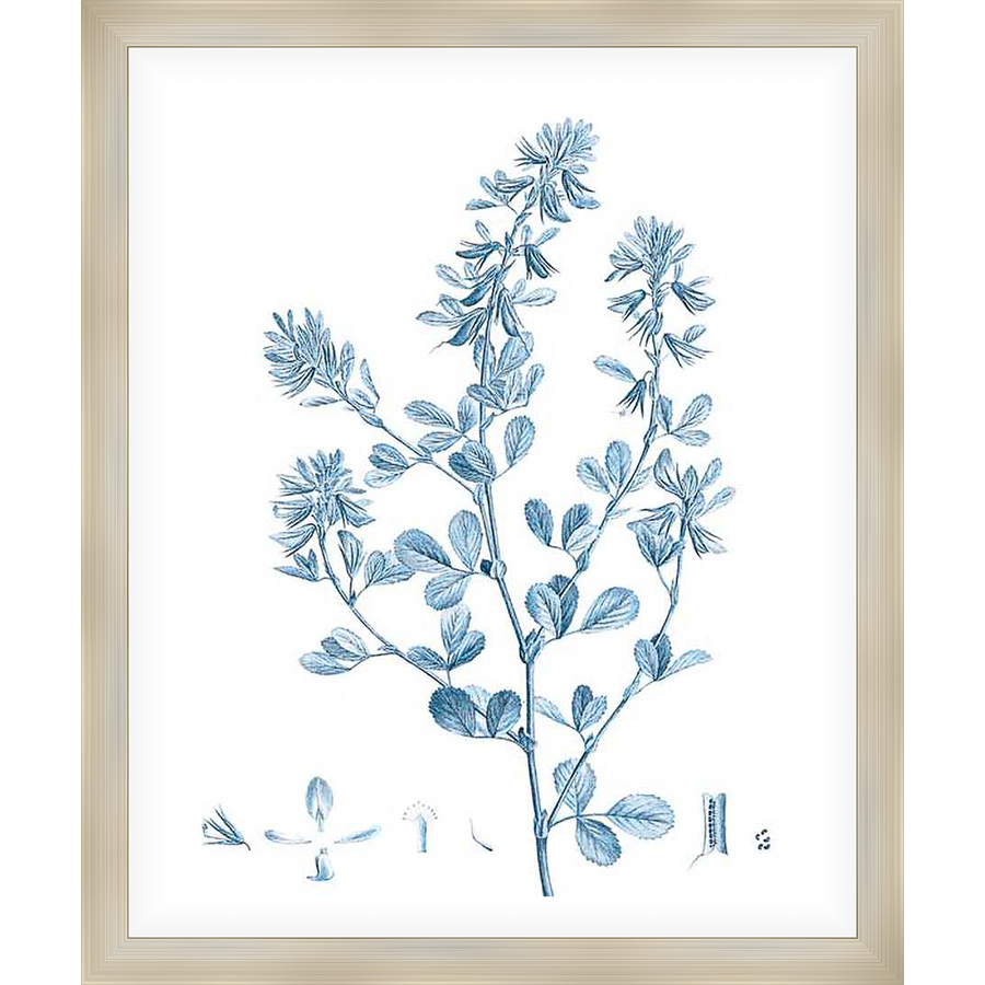 A beautiful botanical print showcases detailed illustrations of a plant, rendered in a delicate blue hue against a clean white backdrop. This elegant artwork adds a touch of natural sophistication to any space, perfect for those who appreciate the beauty of nature.