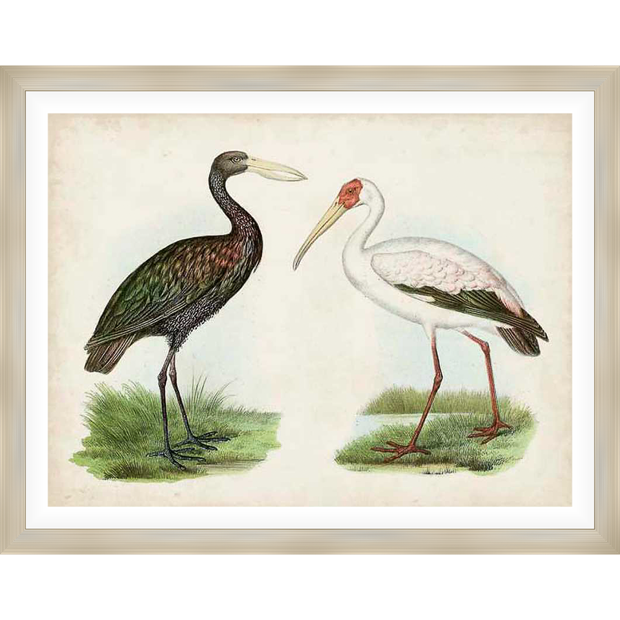 A vintage-inspired artwork featuring two meticulously detailed bird illustrations, showcasing a blend of natural hues and exquisite detail. The piece captures the essence of ornithological art, offering a touch of timeless elegance to any decor.