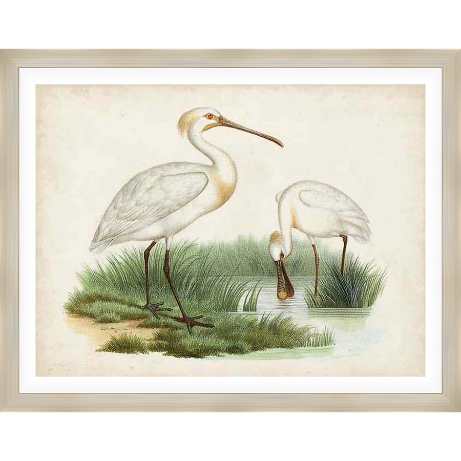 A beautiful vintage illustration features two spoonbills in a natural setting. One bird stands gracefully while the other is foraging in the water. Delicate details and a soft color palette capture the serene beauty of nature.