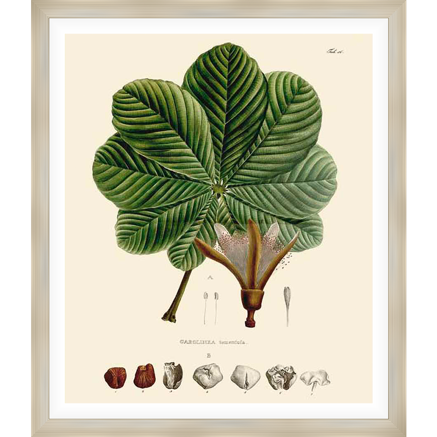 A stunning botanical illustration showcases a vibrant green leaf structure and a detailed depiction of the plant's flower and seeds, rendered in a classic style reminiscent of vintage botanical art. This artwork brings a touch of natural beauty and scientific precision to any space.