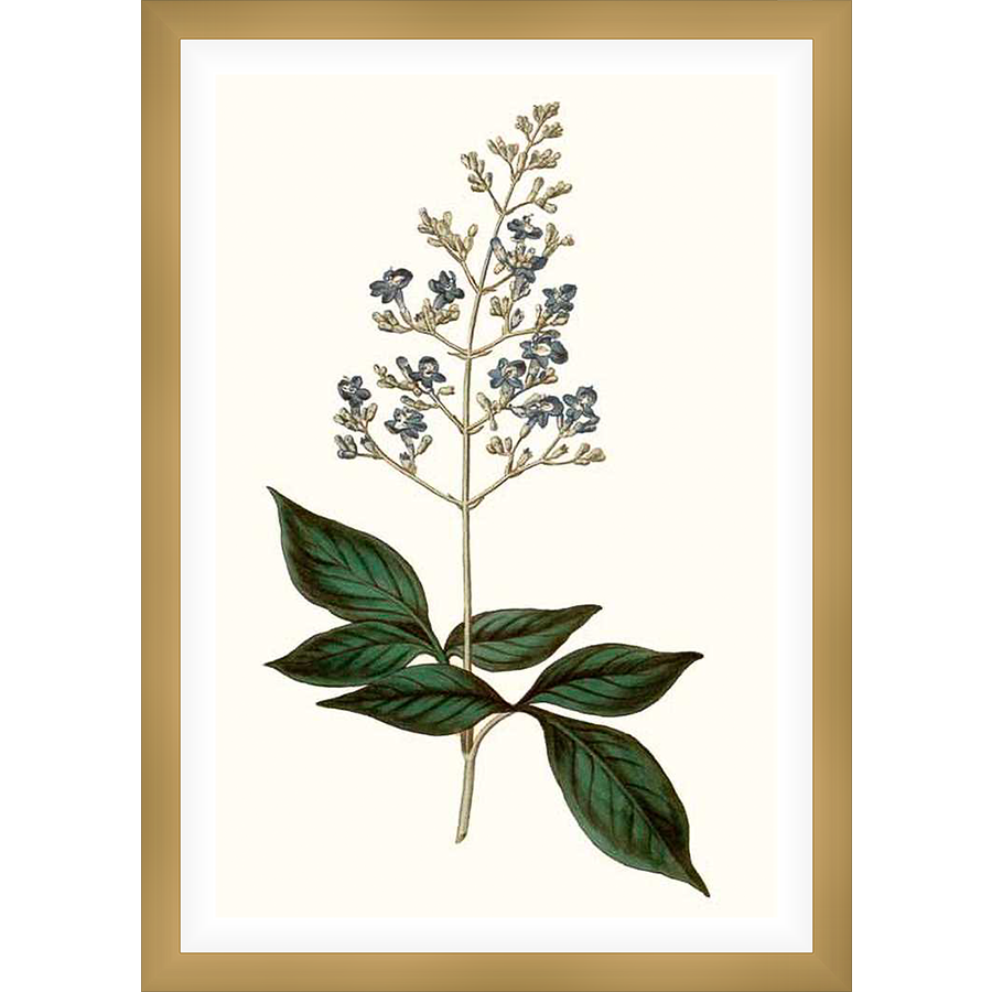 This botanical print features a detailed illustration of a flowering plant with delicate blue blossoms and lush green leaves. The artwork showcases the intricate details of the plant, perfect for adding a touch of natural elegance to any space.