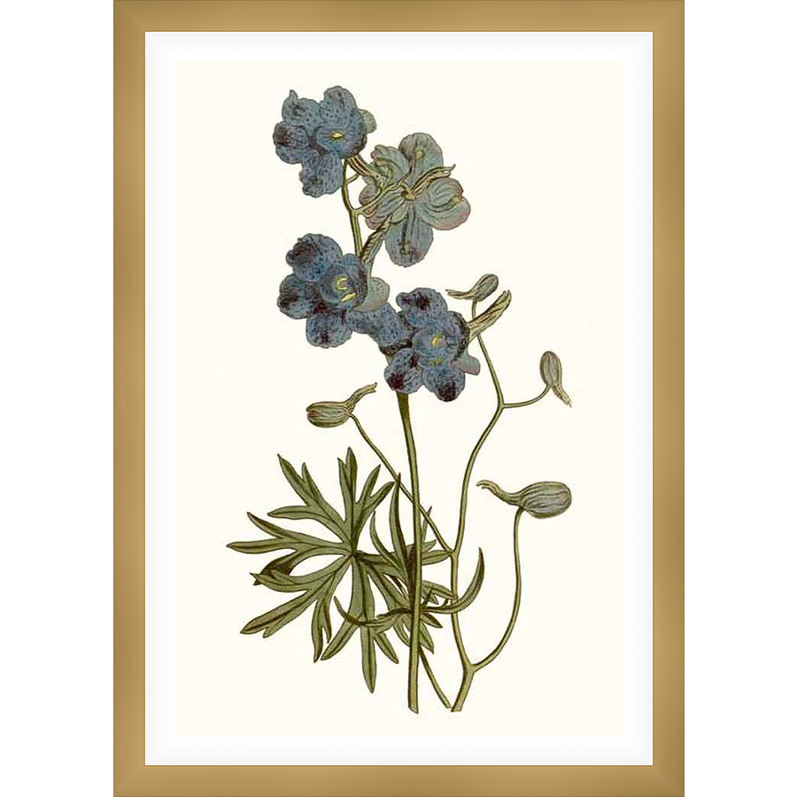 This botanical print showcases a detailed illustration of delphinium flowers, capturing their delicate beauty. The artwork is printed on high-quality paper, perfect for adding a touch of nature-inspired elegance to any space.