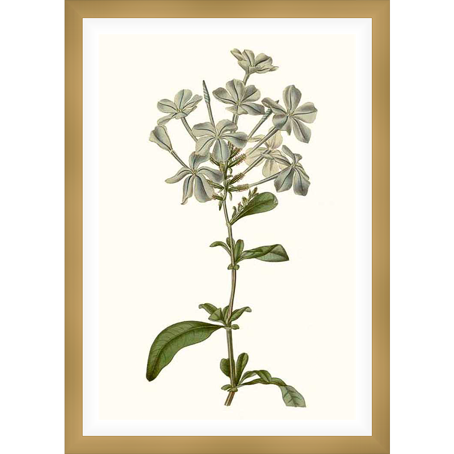 This botanical artwork showcases delicate, pale flowers blooming from a slender stem, accompanied by verdant green leaves. It's a beautifully detailed illustration, perfect for adding a touch of nature's elegance to any space.