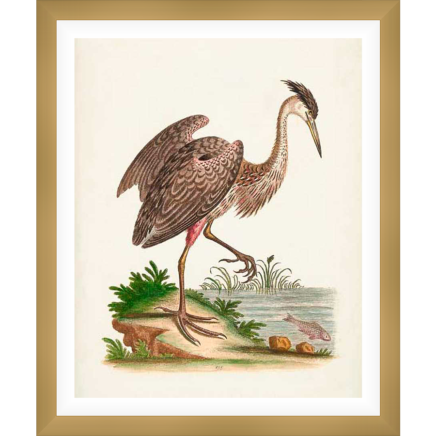 A striking illustration showcases a detailed depiction of a heron in its natural habitat. This artwork, reminiscent of classic ornithological illustrations, captures the bird in a moment of poise, highlighting its elegant form and environment with meticulous detail. It's a celebration of nature's beauty, perfect for enriching any art collection or interior.
