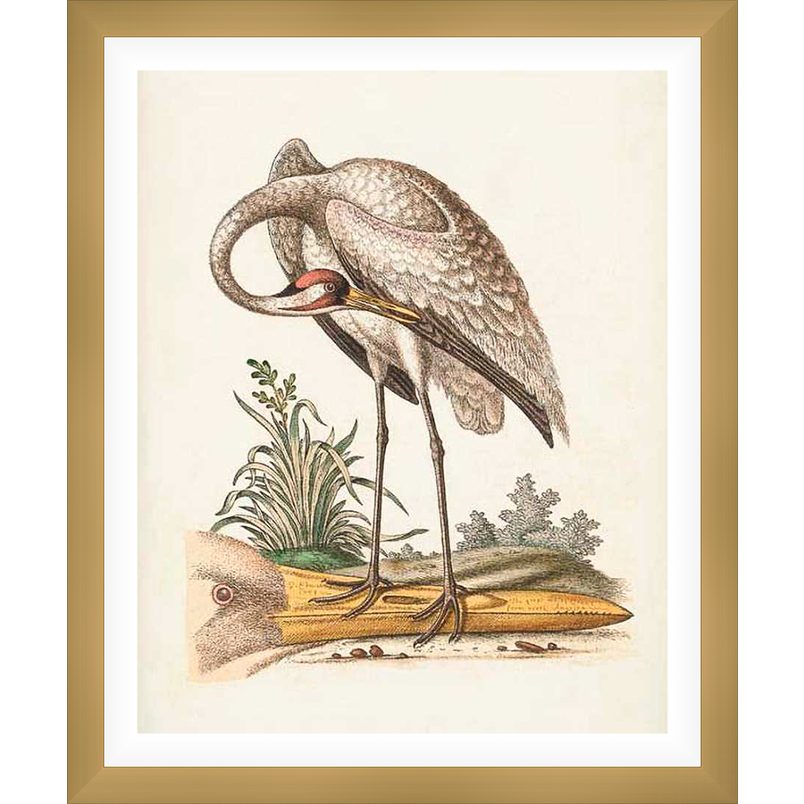 This detailed print showcases a graceful crane in a naturalistic setting, its long neck elegantly curved as it preens its feathers. The artwork captures the bird's delicate plumage and features subtle details of the surrounding flora. This artwork adds a touch of nature and elegance to any space.
