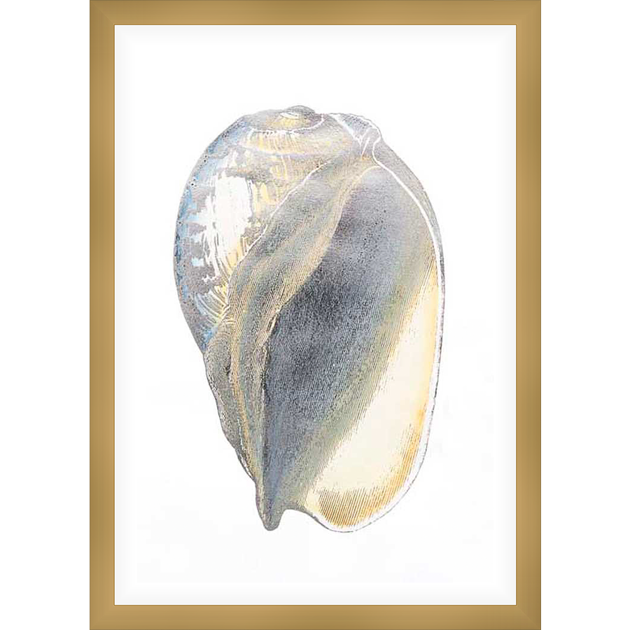 A detailed vintage illustration depicts a seashell in intricate detail, showcasing the natural beauty and delicate textures of marine life. The artwork is rendered in a classic, elegant style that would complement any home decor.
