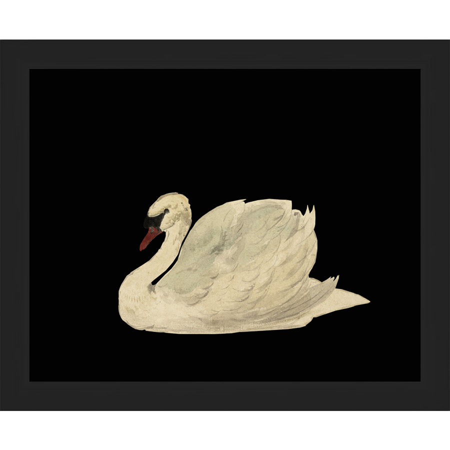 SWAN ON BLACK FIELD - Kings Fine Art & Decor