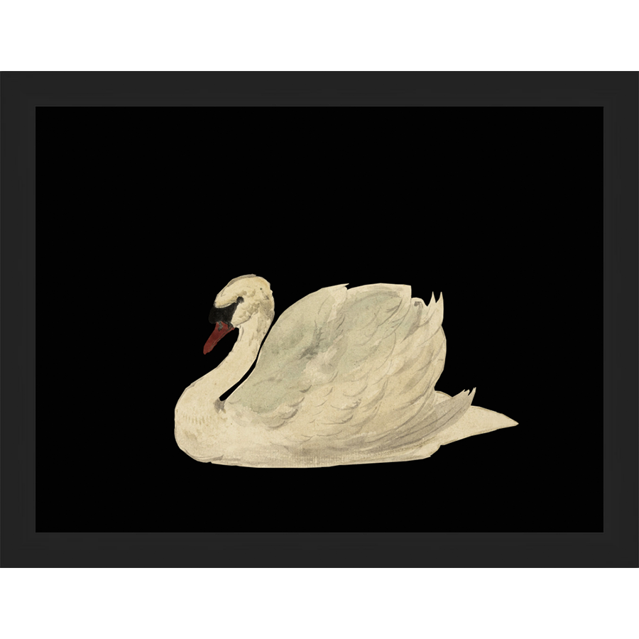 SA026-SWAN ON BLACK FIELD Hand framed in a matte black frame. Finished Size: W 13.25 in x H 10.25 in