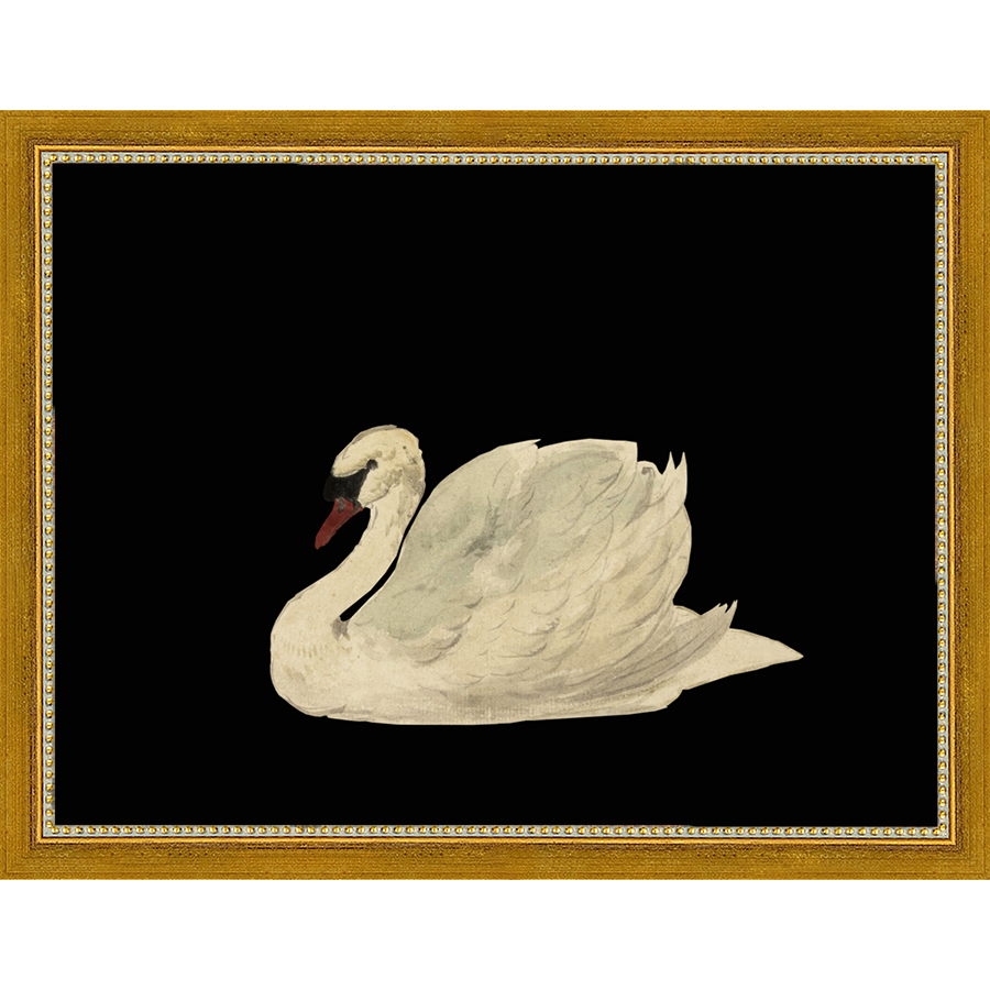 SA026-SWAN ON BLACK FIELD Hand framed in a transitional gold frame. Finished Size: W 13.25 in x H 10.25 in