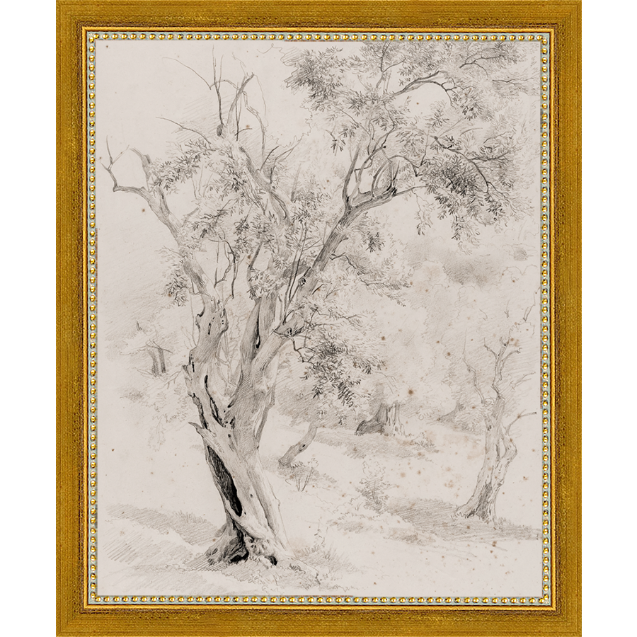 SA061-VINTAGE OLIVE TREE Hand framed in a transitional gold frame. Finished Size: W 9.25 in x H 11.25 in