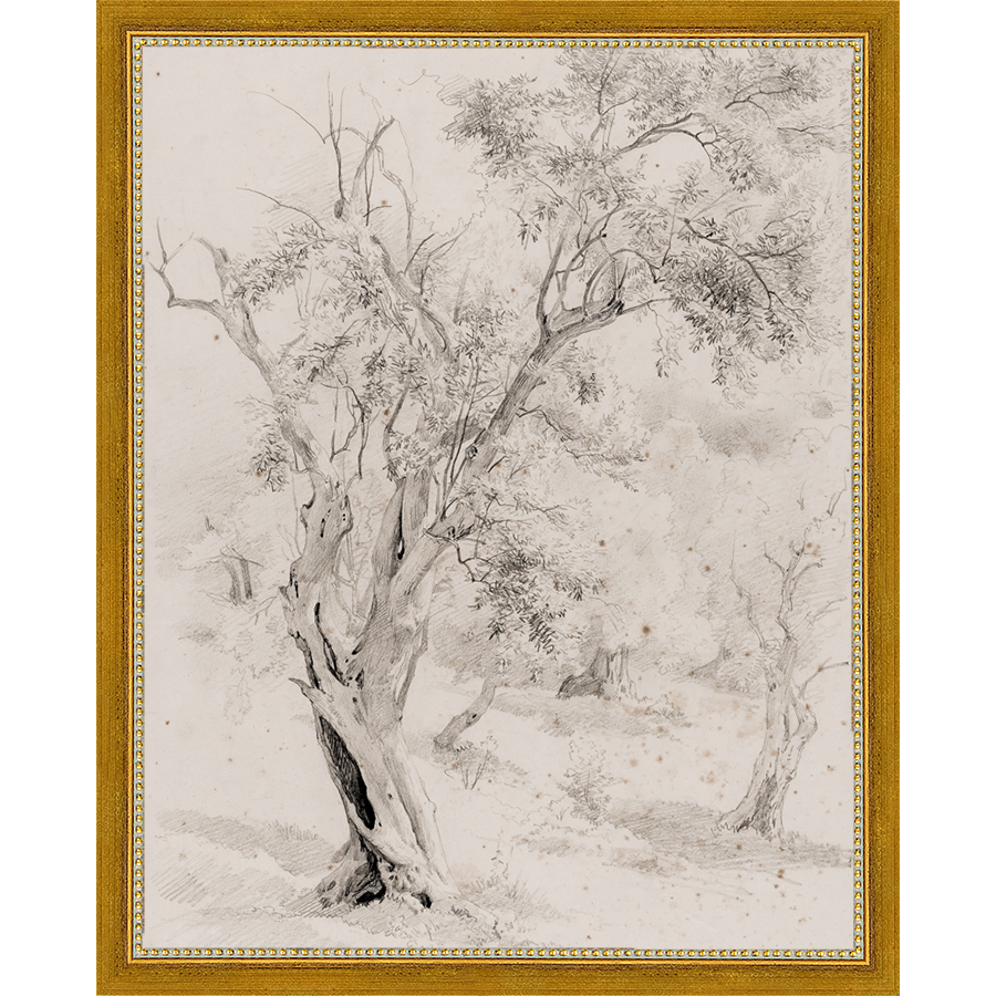 VINTAGE OLIVE TREE - Kings Fine Art & Decor