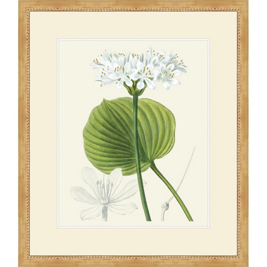 LES FLEURS BLANCHES II - Kings Fine Art & Decor