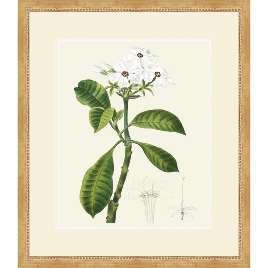 LES FLEURS BLANCHES IV - Kings Fine Art & Decor