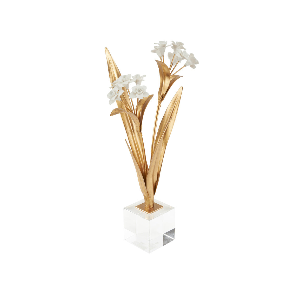 Paperwhite Narcissus