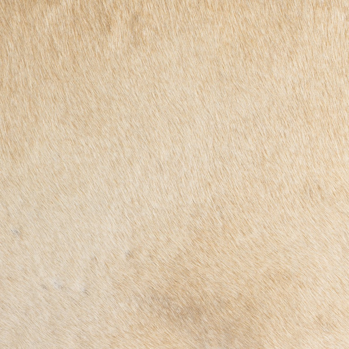 Villa Dining Chair - Kings Fine Art & Decor