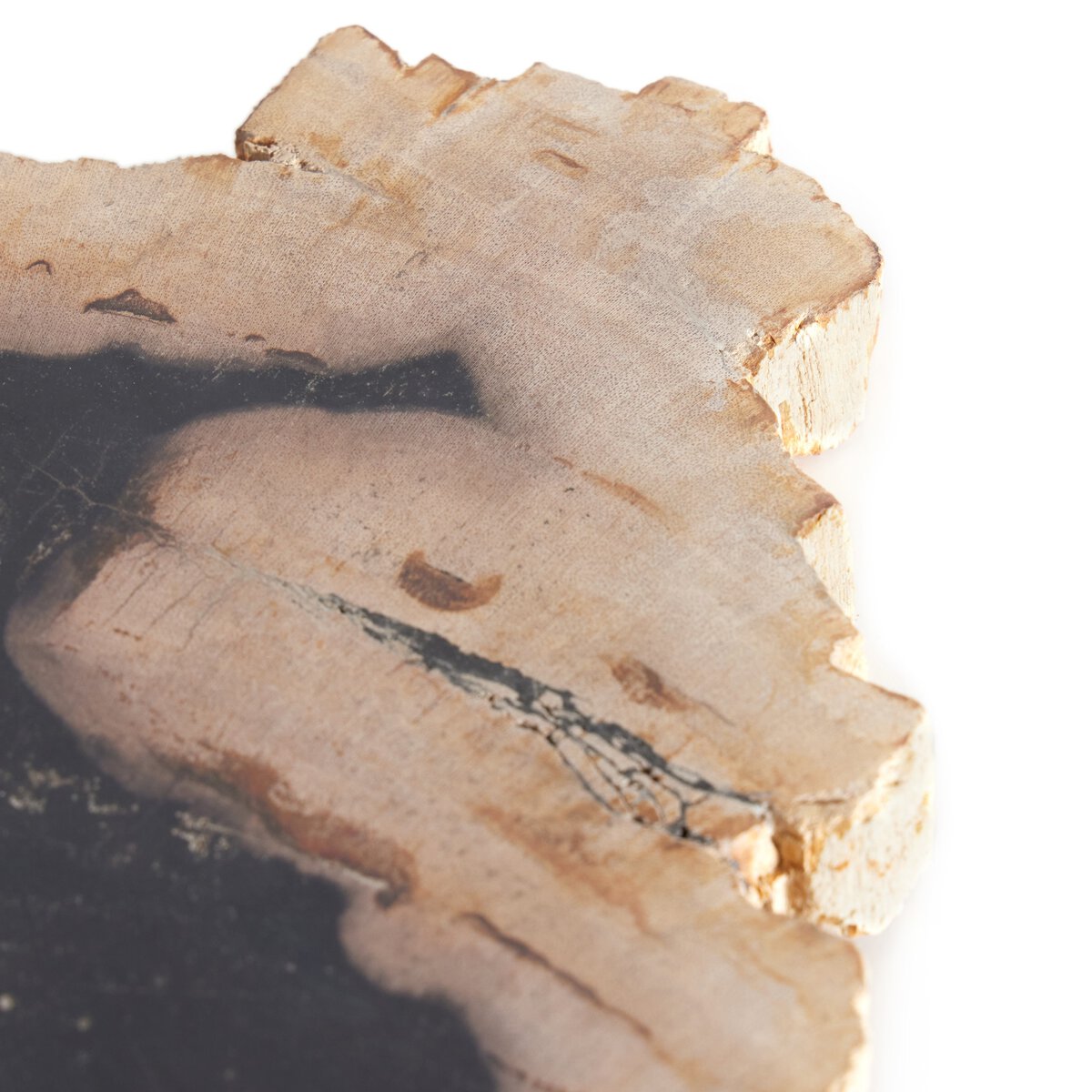 Petrified Wood Slab - Kings Fine Art & Decor