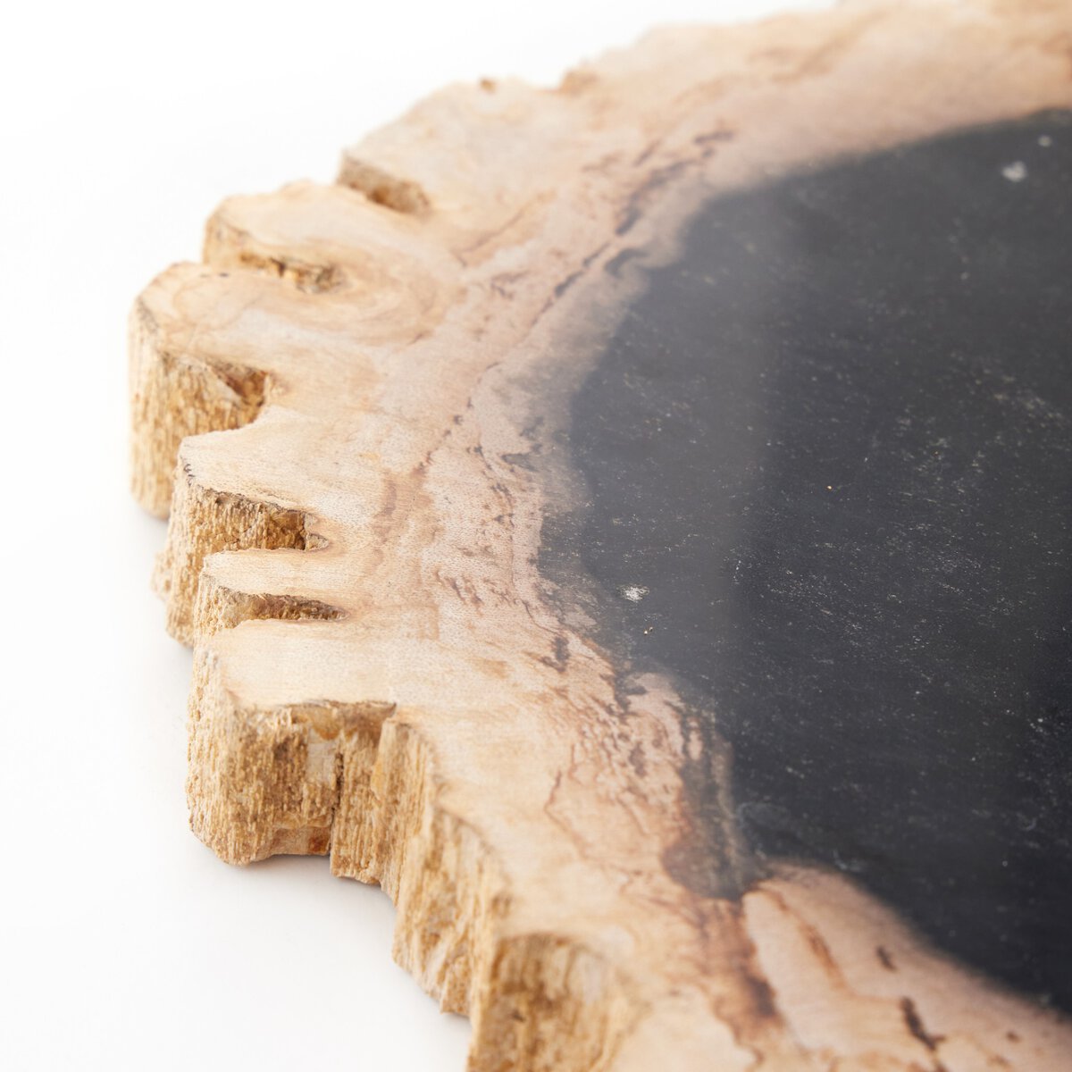 Petrified Wood Slab - Kings Fine Art & Decor
